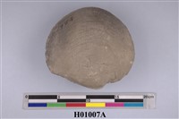 藏品(大球月蛤化石)的圖片